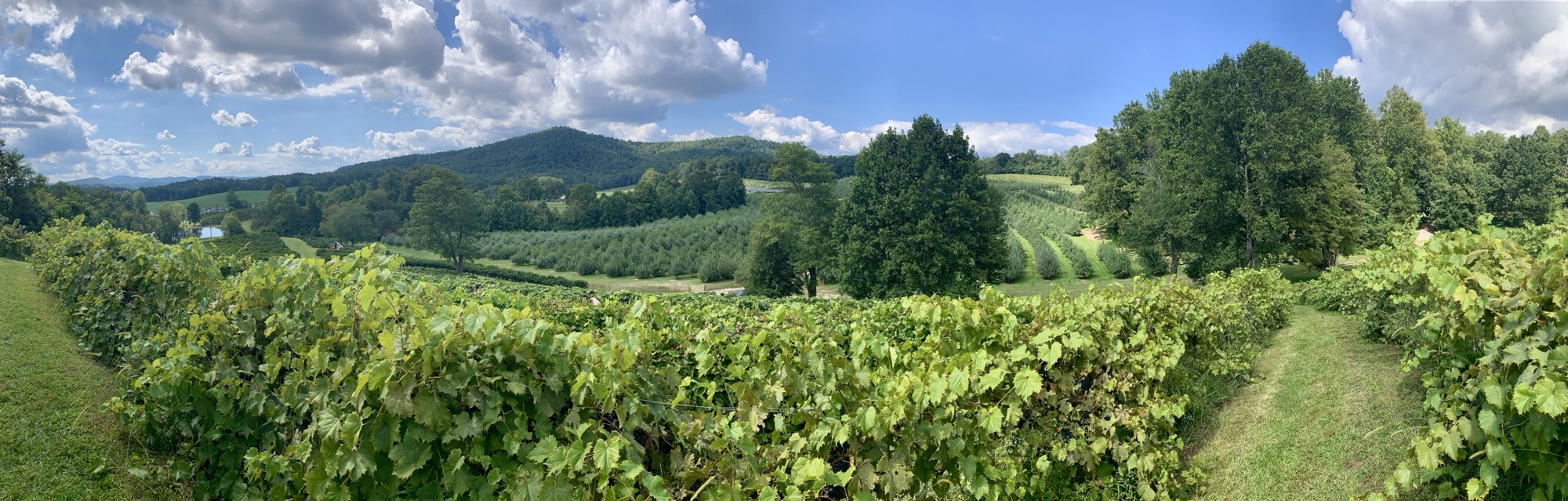 A Day at Jeter Mountain Farm: The “Disneyland of Orchards”